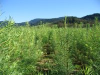 Douglasienbeet im Schwarzwald | EZG für Qualitätsforstpflanzen „Süddeutschland“