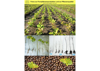 Forstpflanzen | EZG für Qualitätsforstpflanzen „Süddeutschland“
